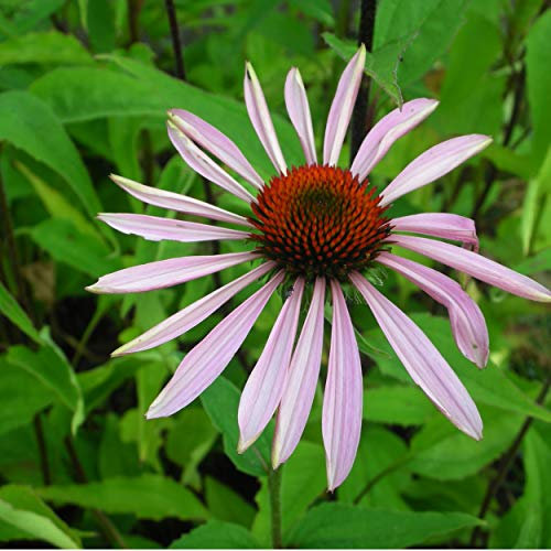 Blumixx Stauden Echinacea purpurea (Rudbeckia) - Sonnenhut, im 0,5 Liter Topf, purpurrosa blühend