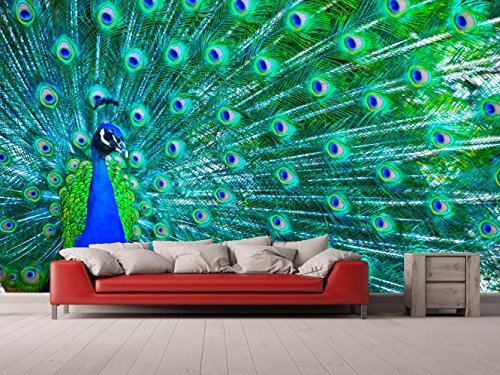Peacock Wallpaper | Wall Mural | Mural | Wallpaper | Various Sizes 600 x 300 cm | Dining Room, Living Room, Bedroom Decoration