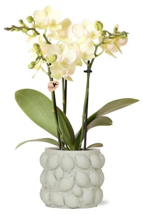 Kolibri Orchids | gelbe Phalaenopsis-Orchidee - Mexiko + Citrus-Ziertopf grün - Topfgröße Ø9cm - 40cm hoch | blühende Zimmerpflanze im Blumentopf - frisch vom Züchter