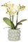 Kolibri Orchids | gelbe Phalaenopsis-Orchidee - Mexiko + Citrus-Ziertopf grün - Topfgröße Ø9cm - 40cm hoch | blühende Zimmerpflanze im Blumentopf - frisch vom Züchter