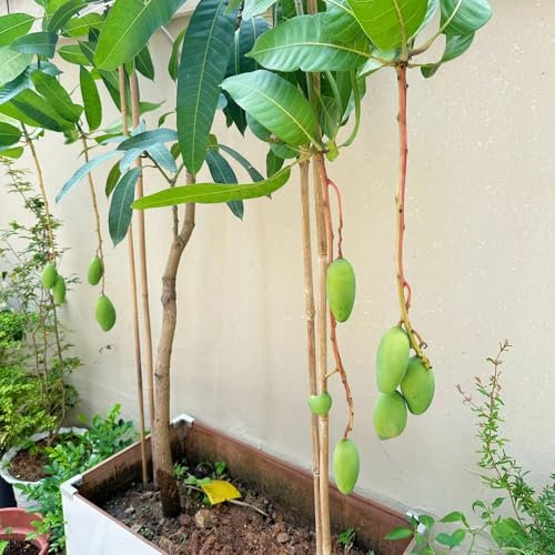 Albero di mango resistente, piante da giardino Semi di mango da piantare, acquistare alberi da frutto piante da giardino roccioso semi di frutta per il giardino giardino di piante semi 10pcs