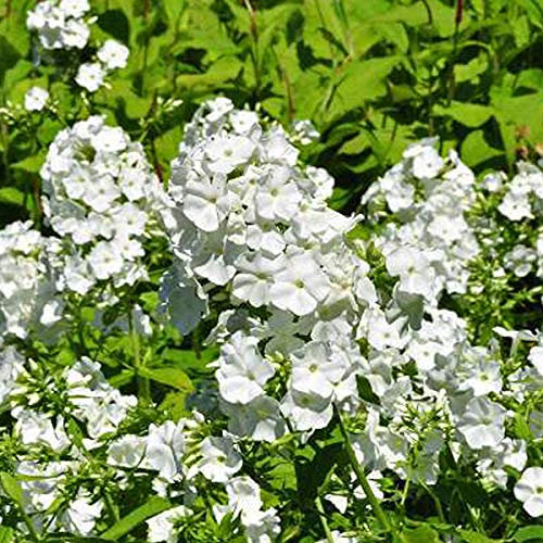 6 x Phlox paniculé 'White Admiral' - Phlox Paniculata 'White Admiral' - Godet 9x9 cm, Fleurs Blanches Pures, Éclatant en Massifs