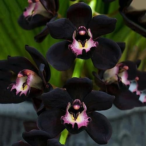 100 Pz Semi di Orchidee Nere Cymbidium Fiore Pianta Home Office Giardino Bonsai Decor Fiore Albero da Frutto Semi di Ortaggi Semi di orchidea nera