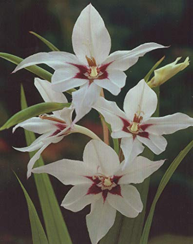 Sterngladiolen Acidanthera duftend Blumenzwiebeln Gladiolen (50 Blumenzwiebeln)