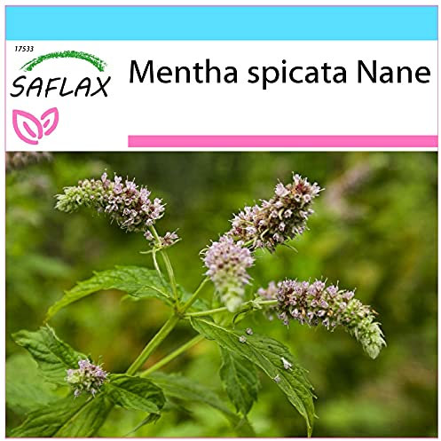 SAFLAX - Geschenk Set - Kräuter - Mexikanische Nana Minze - 500 Samen - Mit Geschenk- / Versandbox, Versandaufkleber, Geschenkkarte und Anzuchtsubstrat - Mentha spicata