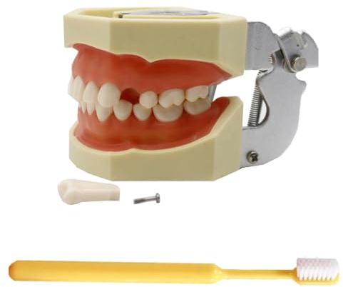 LKYLVEE Modelo de Implante Dental - Modelo de Dientes Typodont - para Practicar Técnicas Restaurativas, con un Destornillador Pequeño,with 32 Removable Teeth,8cm