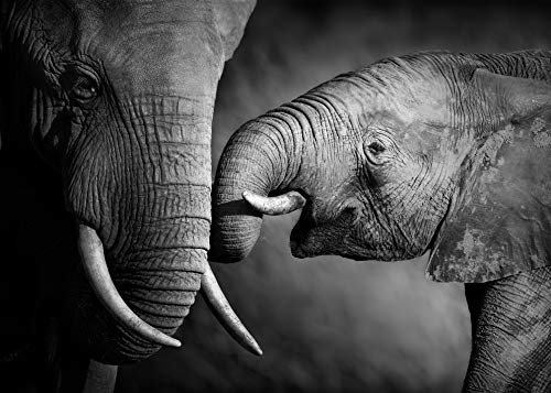 PICSonPAPER Hochwertiges Poster Elefantenbaby mit Mama, 70 cm breit x 50 cm hoch, Dekoration, Kunstdruck, Wandbild, Fineartprint, Wandposter Elefant, Baby, Kind, schwarz Weiss