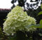 Rispenhortensie Magical Moonlight® - Hydrangea paniculata Magical Moonlight® - 40-60cm