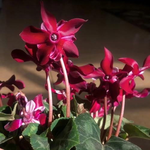 400 pcs Alpenveilchen Pflanze Samen winterharte pflanzen für garten Alpenveilchen Samen - Cyclamen blüten, kräuterbeet winterfeste pflanzen für balkon stauden winterhart mehrjährig
