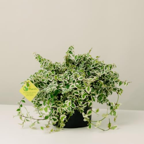 Plantì FICUS REPENS, Fico rampicante Piante vere da esterno e Piante vere da appartamento, Piante sempreverdi da vaso grazie all'andamento cadente della pianta Diametro vaso 19 cm (Variegato)