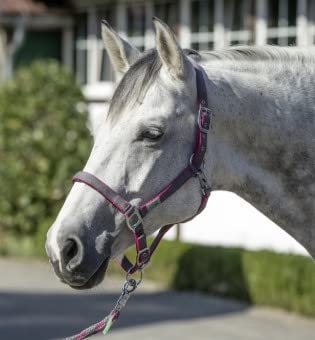 USG 15050007 Halfter, silberfarbene Beschläge, Soft unterlegt, Anthrazit/Pink, Pony