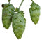 50 Samen Echter Hopfen (Humulus lupulus) -Selbst Bier brauen-