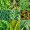 GardenersDream 3 x Mixed Outdoor Fern Plants - Live Garden Ready Perennial Plants, Shrubs in 9cm Pot for Shaded Areas - All Year Round Plant for Garden - Healthy Rockery Plant (20-30cm)
