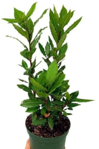 Planta natural Laurel Laurus Nobilis, 30-40 cm. Arbusto perenne con hojas aromáticas. Segura Garden.