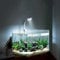 BigTron Full Spectrum Aquarium Light, Small Clip Light for Fish Tank with 2 Blue 10 White LED, 5W Brightness, for 3-5mm Thick (White)