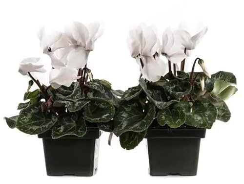 Plantas Naturales de Cyclamen Violetas de los Alpes