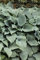 Hosta sieboldiana 'Elegans' - Blaublatt-Funkie, große blaue Blätter, Blütezeit Juni-Juli, ideal für Schattenbeete, pflegeleicht und winterhart