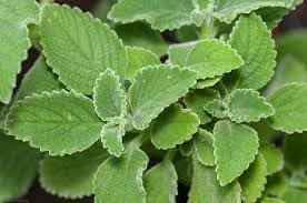Neue frische 80 Stück Plectranthus-Pflanzensamen