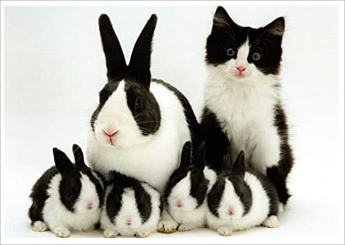 Postkarte Tiere Finde den Fehler!