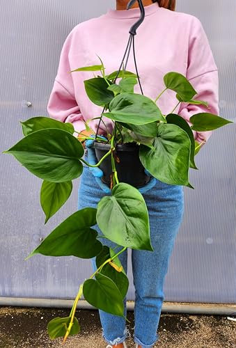 POWERS TO FLOWERS - PHILODENDRON SCANDENS A FOGLIA VERDE, BASKET 15CM DIAMETRO, pianta vera