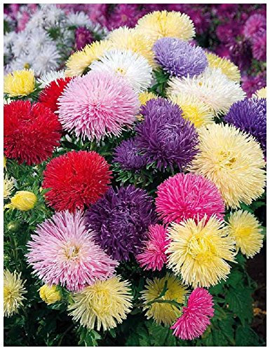 Lot 50 graines de Reine Marguerite Princesse en mélange - plante annuelle