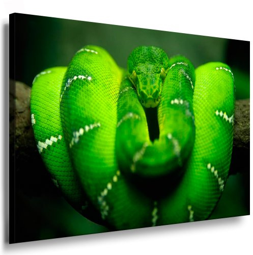 Julia-Art - Bilder Schlange grün Leinwand mit Keilrahmen 60 x 40 cm Leinwandbild XXL Wandbild Tiere Kunstdrucke Tierwelten Bild Wanddesign Wanddekoration c-642v-205