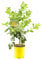 Buddhas Hand Pflanze 70-100 cm – Citrus medica sarcodactylis – Zitronenbaum mit aromatischer Frucht – Exotische Rarität für Balkon & Garten