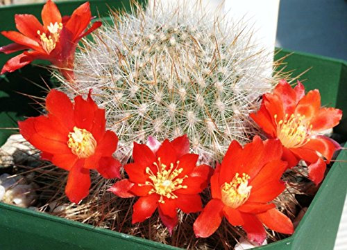 Rebutia pulchella esotici raro Kaktus globulare Fioritura Kaktus seme semi 15 semi