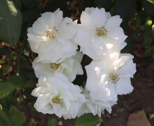 Rosa 'Midsummer Snow' - Floribunda - Pure White Clusters -