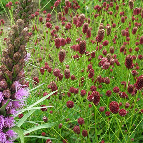 Blumixx Stauden Sanguisorba officinalis 'Tanna' - Purpur-Wiesenknopf, im 0,5 Liter Topf, schwarzrot blühend
