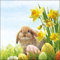 Ambiente Papierservietten - Servietten Lunch/Fest/Party/ca. 33x33cm Hase Fluffy Ostern Frühjahr Sommer Tisch-Deko