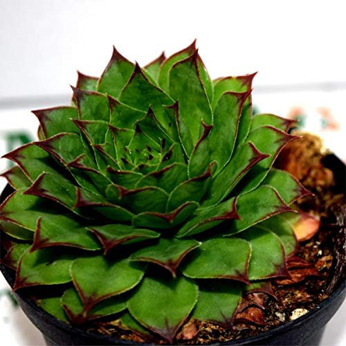 Pianta Grassa Sempervivium calcareum, Vaso 10cm