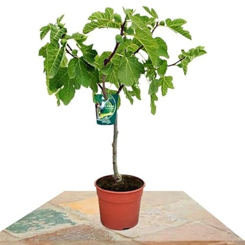 Higuera XL Árbol Natural para Cultivo de Exterior