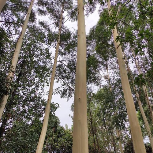 50 pcs zitroneneukalyptus pflanze samen, Zitronen - Eukalyptus, balkonpflanzen, samen balkon (Eucalyptus citriodora) balkon beet, winterharte pflanzen bonsai baum, pflanzen bäume kaufen,