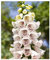 PREMIER SEEDS DIRECT - Perennial Flower Digitalis (Foxglove) Elsie Kelsey - 0.25 GRAM ~ 3000 Seeds
