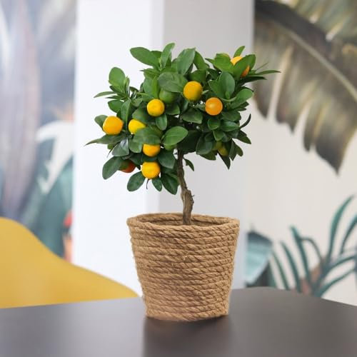 Fleurs et Délices - Plante Calamondin - Plante d'intérieur - Sans cache-pot - Oranger d'intérieur - Fabrication Française Artisanale de Qualité - Cadeau à Offrir Anniversaire