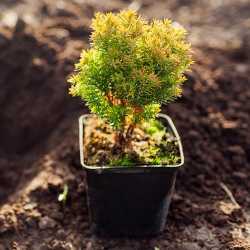 Thuja occidentalis 'Anniek' Compact Evergreen Conifer with Dense Green Foliage Ideal for Hedges or Containers 1X 1 Litre Pots by Thompson and Morgan