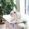 Topmart Fensterbank, Katzenbank, Katzenfensterstange für große Katzen, Katzenfenstersitz, Katzenregal für Fensterbank, Fensterbett, Haustierfenster, Sitzstange
