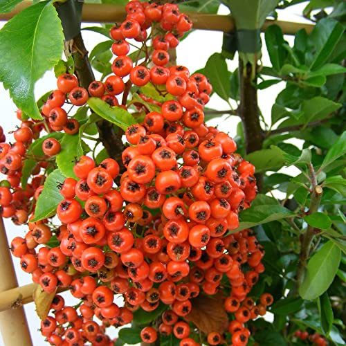 Potted Hardy Plant Pyracantha, Hardy Evergreen Shrub with Orange Autumn Berries for Gardens & Outdoors, 1 x Pyracantha Orange Glow Plant in a 1.7L Pot by Thompson & Morgan