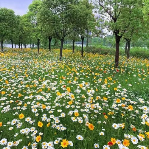 semillas de flores silvestres siembra de otoño - semillas de plantas de plantación de jardín semillas de flores cobertura del suelo resistente cultivo en invernadero interior 800pcs