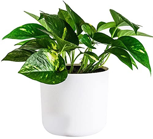 Epiremnum pinnatum Aureum | Plante de maison Lierre du Diable avec Panier Suspendu 15 cm