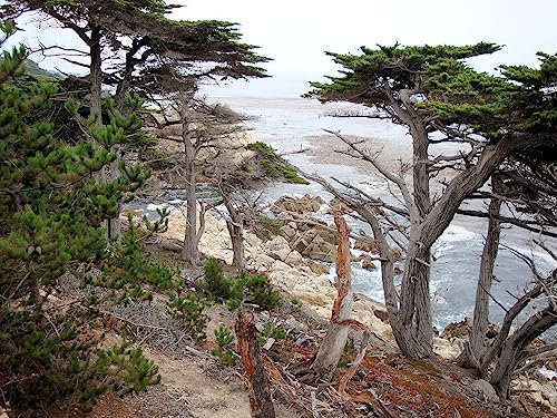 40 Semi di Cipresso di Monterey, Cedro Limone (Cupressus Macrocarpa)