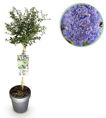 Ceanothus thyrsiflorus Repens - Pianta da terrazzo - Sempreverde - Fiore viola - 80-90cm - Ø19cm - Pianta da giardino