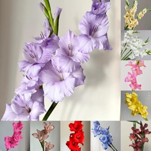 15 pcs Gladiolen Zwiebeln Winterhart - topfpflanzen für draußen garten geschenke Gladiolen Zwiebeln - Blumenzwiebeln bodendecker winterhart mehrjährig, blumenwiese blumen pflanzen,