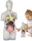 CGACCSD Modèle Anatomique pour | Modèle Anatomique pour Femmes Enceintes, kit d'anatomie réaliste avec pièces Amovibles, modèle Anatomique Mobile, Jouet éducatif pour étudiants, et