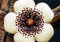 Stapelia pulchella Semi Pelle di leopardo Succulente Lithops Fiore 100pcs / bag