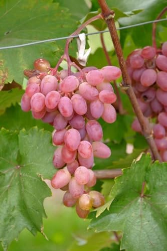 Weinrebe `Rhea´(kernlos), Tafeltraube, 60-100cm im 3,5L-Topf