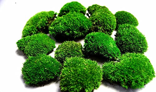 Hello Moss Konserviertes Moos nach Gewicht - Moos Deko Für Sie - Kugelmoos Konserviert Für Ihr Haus - Erstellen Sie Moosbild - Geeignet als Moos Terrarium und Wälder im Glas (200g dunkelgrün)