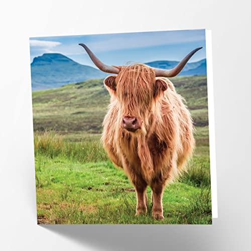 Maturi Blanko-Grußkarte mit Bild von Highland-Kuh
