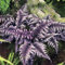 Huifang Fresh 100Pcs Farn Pteridophyta Pflanzensamen zum Pflanzen von Lila